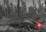 Image Destruction sur l'île Wakde de raid aérien japonais Wakde Island Nouvelle Guinée, 1944, de la seconde 21 séquences d'archives historiques vidéo 65675059508