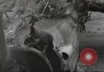 Standbild Ingenieure re-grade Flugplatz nach japanischen Air Raid Wakde Insel Neuguinea, 1944, aus Sekunde 25 historischem Filmmaterial Videoclip 65675059510