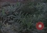 Immagine di Popolo colombiano nel parco pubblico Candelaria Colombia, 1972, secondo 28 filmato di repertorio 65675059591