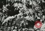 Image des soldats australiens dans la jungle Kokoda Nouvelle Guinée, 1942, de la seconde 46 séquences d'archives historiques vidéo 65675059614
