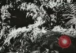 Image des soldats australiens dans la jungle Kokoda Nouvelle Guinée, 1942, de la seconde 47 séquences d'archives historiques vidéo 65675059614