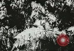 Image des soldats australiens dans la jungle Kokoda Nouvelle Guinée, 1942, de la seconde 49 séquences d'archives historiques vidéo 65675059614