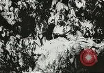 Image des soldats australiens dans la jungle Kokoda Nouvelle Guinée, 1942, de la seconde 50 séquences d'archives historiques vidéo 65675059614