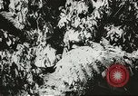 Image des soldats australiens dans la jungle Kokoda Nouvelle Guinée, 1942, de la seconde 51 séquences d'archives historiques vidéo 65675059614