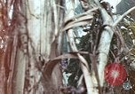 Image of United States Marines Saipan Northern Mariana Islands, 1944, second 3 stock footage video 65675059630