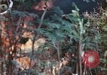 Image of United States Marines Saipan Northern Mariana Islands, 1944, second 6 stock footage video 65675059630