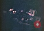 Image of United States Marine Saipan Northern Mariana Islands, 1944, second 13 stock footage video 65675059636