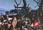 Image of United States Marines Peleliu Palau Islands, 1944, second 32 stock footage video 65675059651