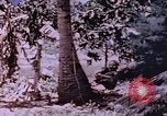 Immagine di Stati Uniti Marines Saipan Isole Marianne Settentrionali, 1944, secondo 62 filmato di repertorio 65675059657