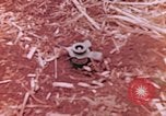 Immagine di Stati Uniti Marines Saipan Isole Marianne Settentrionali, 1944, secondo 9 filmato di repertorio 65675059661