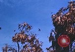 Image of P-47 aircraft Europe, 1944, second 25 stock footage video 65675059812