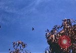 Image of P-47 aircraft Europe, 1944, second 26 stock footage video 65675059812