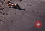 Image of United States airmen Corsica France, 1944, second 21 stock footage video 65675059816