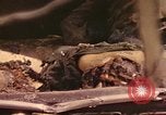 Immagine di I soldati tedeschi Francia, 1944, secondo 39 filmato di repertorio 65675059822