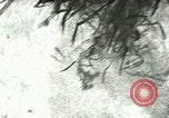 Image of Silver Springs Florida United States USA, 1920, second 25 stock footage video 65675059849