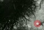 Image of Silver Springs Florida United States USA, 1920, second 38 stock footage video 65675059849