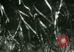 Image of Silver Springs Florida United States USA, 1920, second 55 stock footage video 65675059849