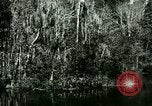 Immagine di Silver Springs Florida United States USA, 1920, secondo 37 filmato di repertorio 65675059850