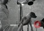 Standbild Elektrotherapie oder Strahlentherapie auf Hunde San Francisco California USA, 1930, aus Sekunde 29 historischem Filmmaterial Videoclip 65675059949