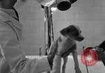 Standbild Elektrotherapie oder Strahlentherapie auf Hunde San Francisco California USA, 1930, aus Sekunde 31 historischem Filmmaterial Videoclip 65675059949