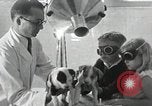Standbild Elektrotherapie oder Strahlentherapie auf Hunde San Francisco California USA, 1930, aus Sekunde 35 historischem Filmmaterial Videoclip 65675059949