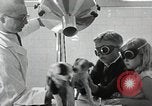 Standbild Elektrotherapie oder Strahlentherapie auf Hunde San Francisco California USA, 1930, aus Sekunde 37 historischem Filmmaterial Videoclip 65675059949