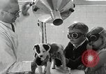 Standbild Elektrotherapie oder Strahlentherapie auf Hunde San Francisco California USA, 1930, aus Sekunde 38 historischem Filmmaterial Videoclip 65675059949