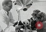 Standbild Elektrotherapie oder Strahlentherapie auf Hunde San Francisco California USA, 1930, aus Sekunde 40 historischem Filmmaterial Videoclip 65675059949