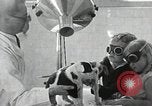 Standbild Elektrotherapie oder Strahlentherapie auf Hunde San Francisco California USA, 1930, aus Sekunde 41 historischem Filmmaterial Videoclip 65675059949
