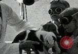 Standbild Elektrotherapie oder Strahlentherapie auf Hunde San Francisco California USA, 1930, aus Sekunde 46 historischem Filmmaterial Videoclip 65675059949