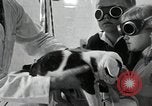 Standbild Elektrotherapie oder Strahlentherapie auf Hunde San Francisco California USA, 1930, aus Sekunde 47 historischem Filmmaterial Videoclip 65675059949