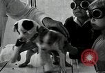 Standbild Elektrotherapie oder Strahlentherapie auf Hunde San Francisco California USA, 1930, aus Sekunde 48 historischem Filmmaterial Videoclip 65675059949