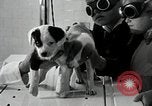 Standbild Elektrotherapie oder Strahlentherapie auf Hunde San Francisco California USA, 1930, aus Sekunde 50 historischem Filmmaterial Videoclip 65675059949