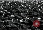 Standbild Lotus Blumen Grass Lakes Illinois USA, 1930, aus Sekunde 3 historischem Filmmaterial Videoclip 65675059950