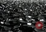 Standbild Lotus Blumen Grass Lakes Illinois USA, 1930, aus Sekunde 6 historischem Filmmaterial Videoclip 65675059950