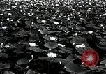 Standbild Lotus Blumen Grass Lakes Illinois USA, 1930, aus Sekunde 7 historischem Filmmaterial Videoclip 65675059950