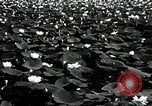 Standbild Lotus Blumen Grass Lakes Illinois USA, 1930, aus Sekunde 9 historischem Filmmaterial Videoclip 65675059950