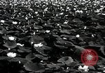 Standbild Lotus Blumen Grass Lakes Illinois USA, 1930, aus Sekunde 10 historischem Filmmaterial Videoclip 65675059950