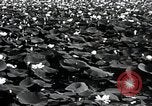 Standbild Lotus Blumen Grass Lakes Illinois USA, 1930, aus Sekunde 11 historischem Filmmaterial Videoclip 65675059950