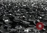 Standbild Lotus Blumen Grass Lakes Illinois USA, 1930, aus Sekunde 12 historischem Filmmaterial Videoclip 65675059950