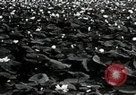 Standbild Lotus Blumen Grass Lakes Illinois USA, 1930, aus Sekunde 13 historischem Filmmaterial Videoclip 65675059950