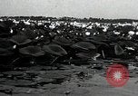 Standbild Lotus Blumen Grass Lakes Illinois USA, 1930, aus Sekunde 14 historischem Filmmaterial Videoclip 65675059950
