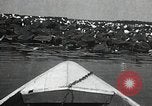 Standbild Lotus Blumen Grass Lakes Illinois USA, 1930, aus Sekunde 24 historischem Filmmaterial Videoclip 65675059950