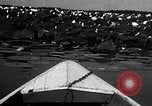 Standbild Lotus Blumen Grass Lakes Illinois USA, 1930, aus Sekunde 26 historischem Filmmaterial Videoclip 65675059950
