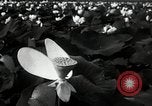 Standbild Lotus Blumen Grass Lakes Illinois USA, 1930, aus Sekunde 35 historischem Filmmaterial Videoclip 65675059950