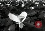 Standbild Lotus Blumen Grass Lakes Illinois USA, 1930, aus Sekunde 36 historischem Filmmaterial Videoclip 65675059950