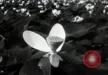 Standbild Lotus Blumen Grass Lakes Illinois USA, 1930, aus Sekunde 37 historischem Filmmaterial Videoclip 65675059950