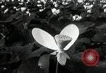 Standbild Lotus Blumen Grass Lakes Illinois USA, 1930, aus Sekunde 38 historischem Filmmaterial Videoclip 65675059950