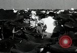 Standbild Lotus Blumen Grass Lakes Illinois USA, 1930, aus Sekunde 39 historischem Filmmaterial Videoclip 65675059950