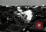 Standbild Lotus Blumen Grass Lakes Illinois USA, 1930, aus Sekunde 41 historischem Filmmaterial Videoclip 65675059950